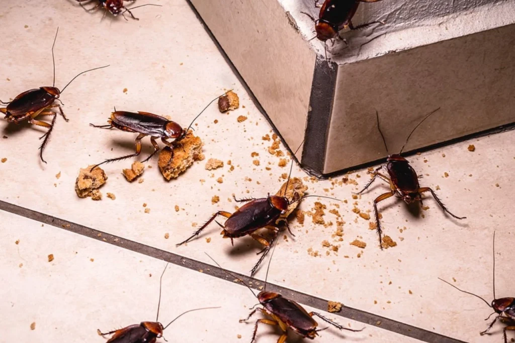 cockroach treatment Dubai