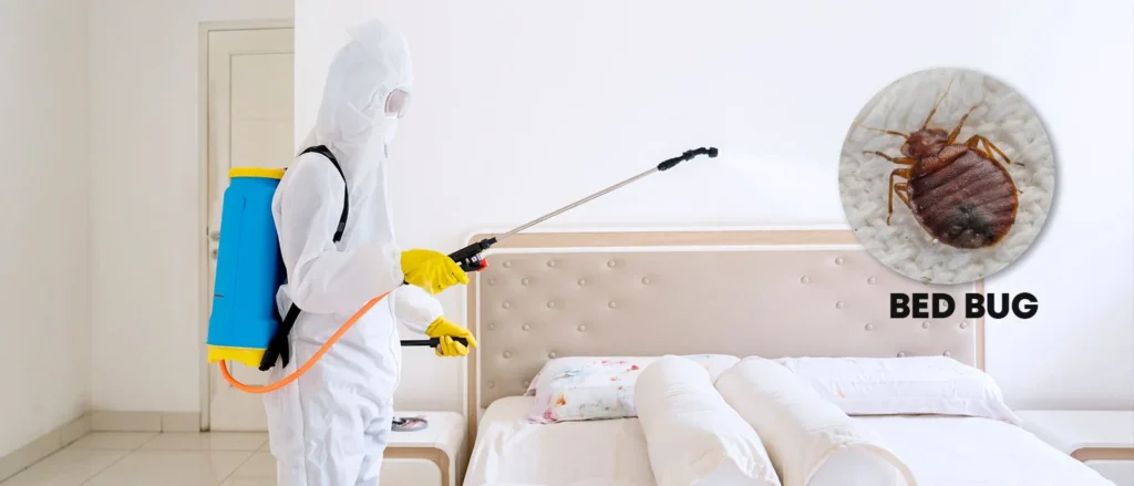 Bed Bug Control Dubai