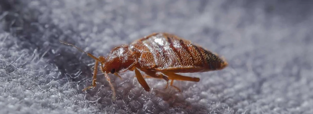 Bed Bug Control Sharjah