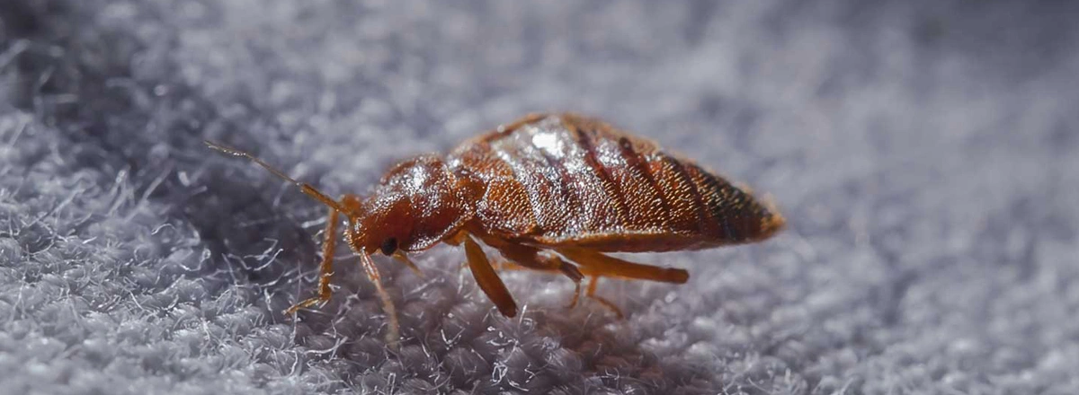 Bed Bug Control Sharjah – Safe & Professional Solutions for Homes, Hotels & Apartments