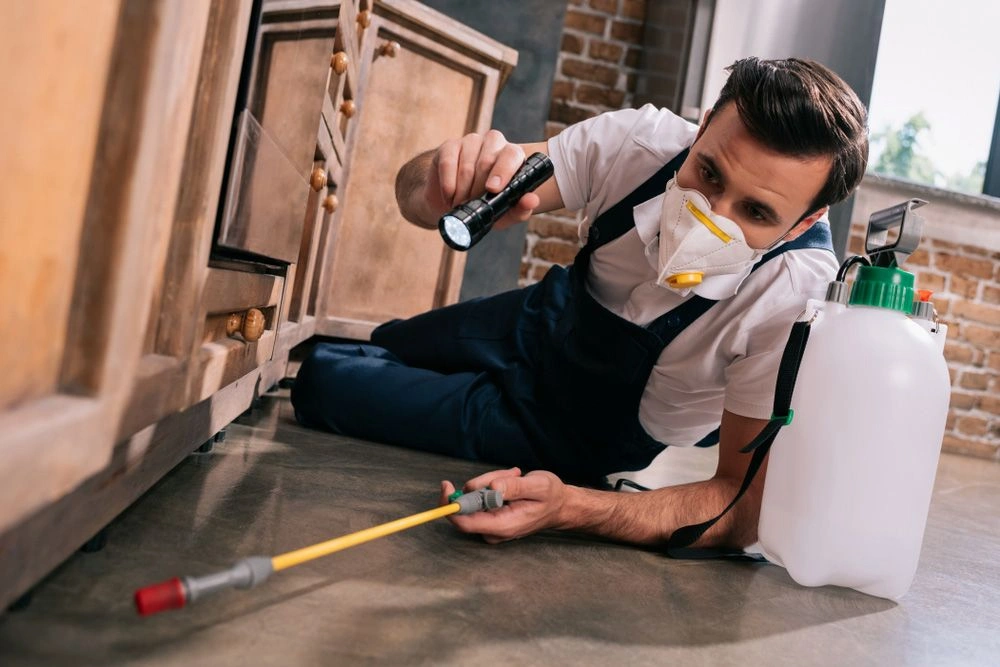 Same Day Pest Control Dubai – Fast & Reliable Pest Control Services for Homes & Businesses