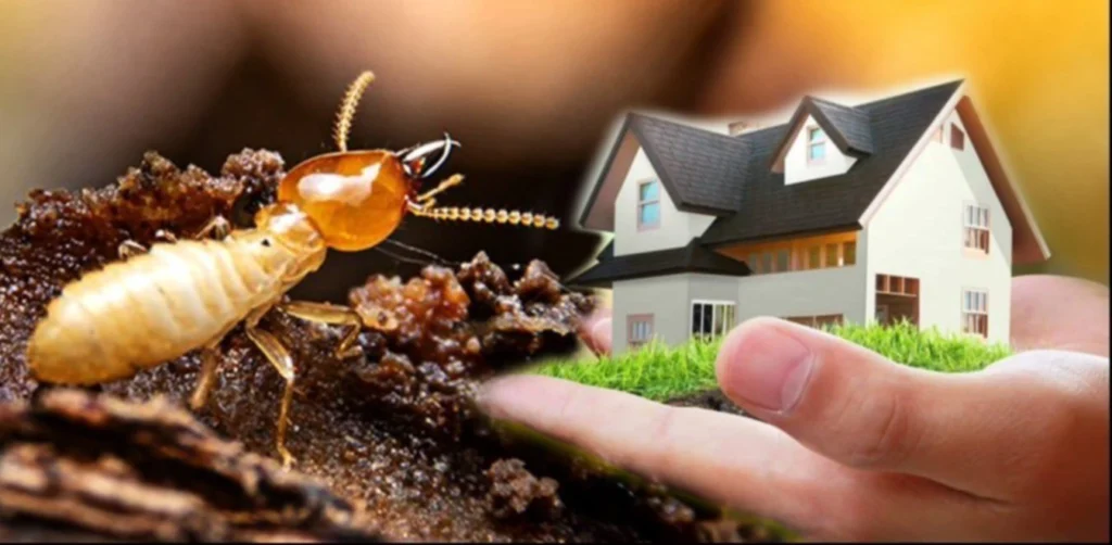 Termite control Sharjah